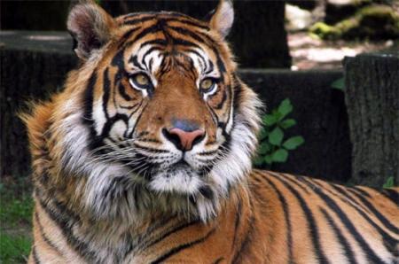 --- Le tigre ---